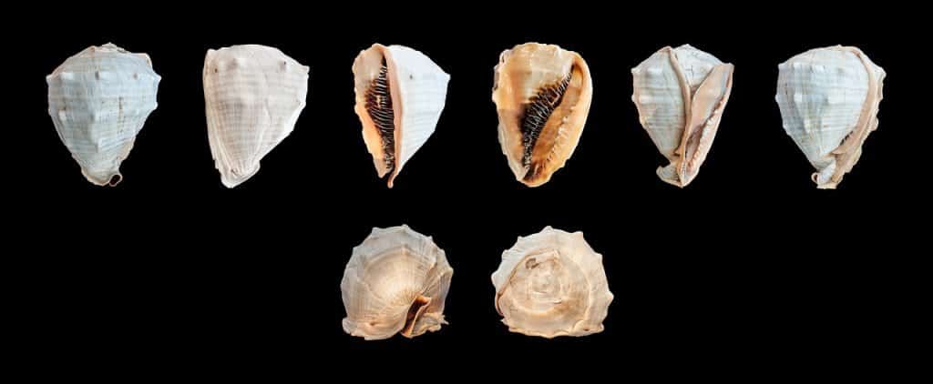 conch shells for cameos