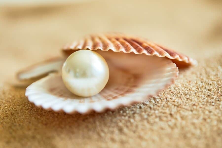 Pearl in shell for jewelry