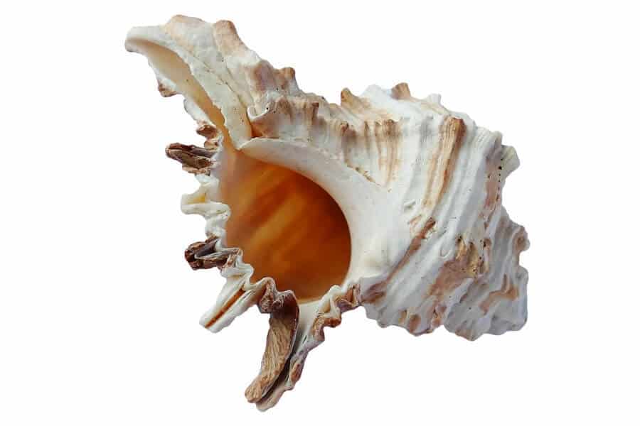Shell for jewelry