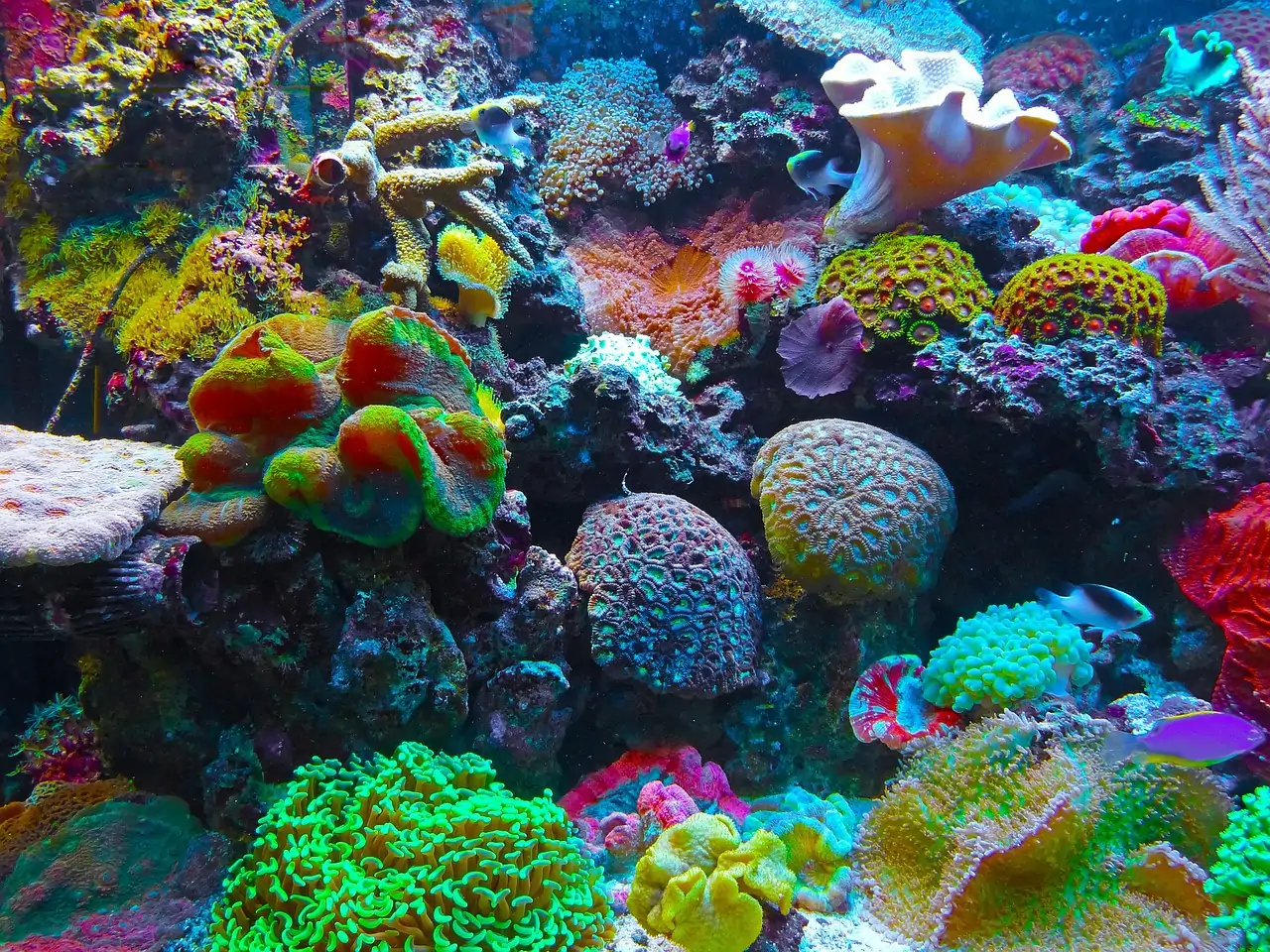 Coral Reef