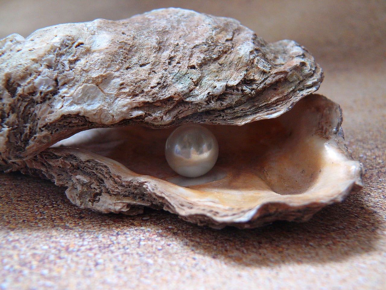 Pearl formed in oyster