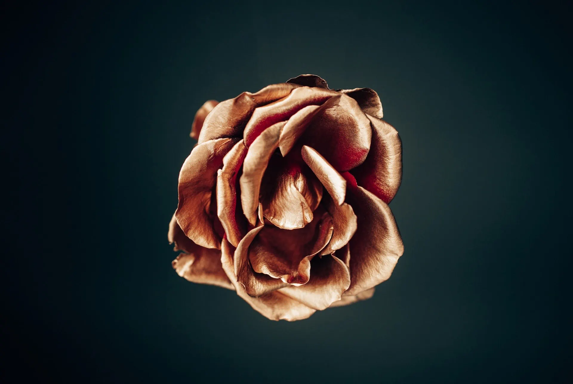 Gold Dipped Roses – Everything You Need to Know Gold Dipped Roses – Everything You Need to Know