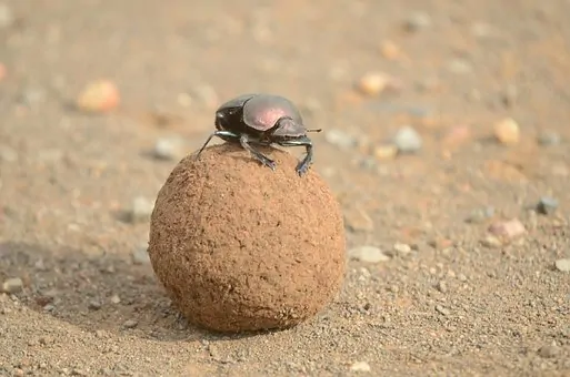 scarab beetle and ball of dung