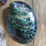 Polished abalone shell