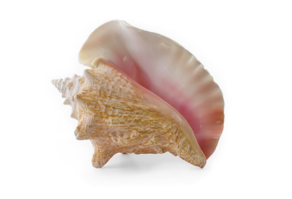 What are conch pearls