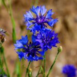 Cornflower blue flowers