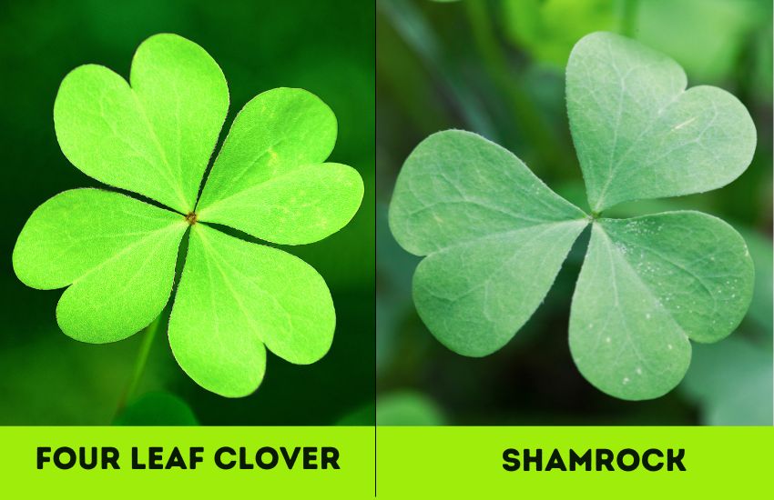 Four leaf clover and shamrock
