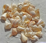 Organic Gemstones that Are Used in Jewelry